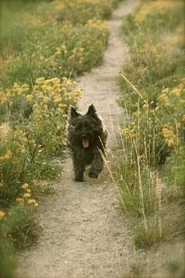 cairn terrior cairn terrior