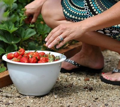 picking strawberries