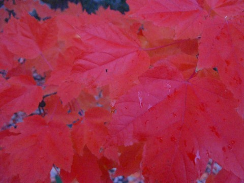 red maple leaf