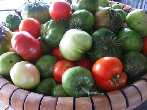 Green tomatoes Green tomatoes