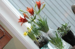 Fresh flowers