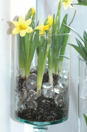 Daffodils