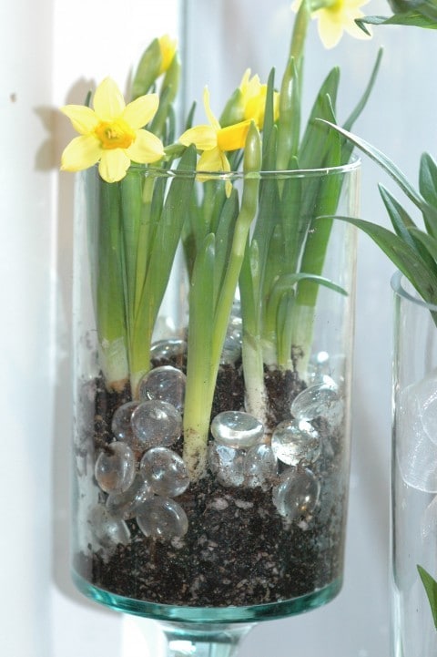 Daffodils Daffodils