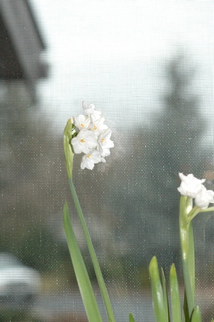 Paperwhites