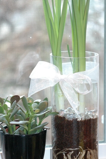 paperwhites