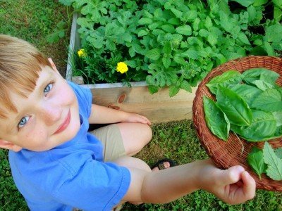 how_to_pick_herbs_with_kids