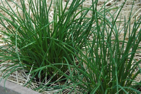 chives