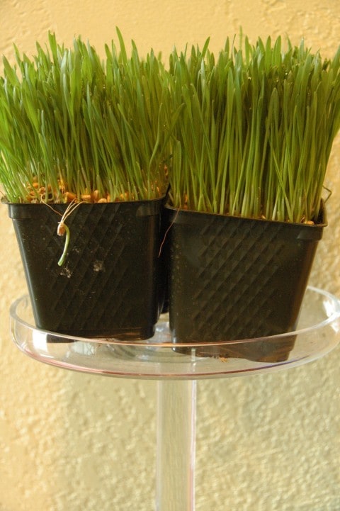 wheat grass
