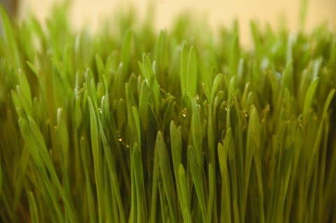 wheat grass
