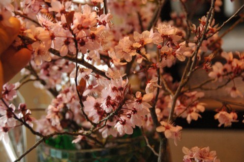 cherry blossom