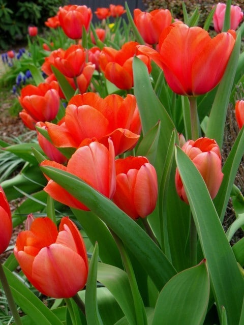 red tulips