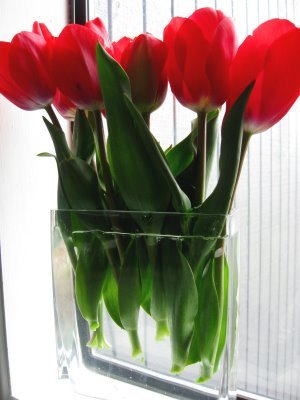 window tulips