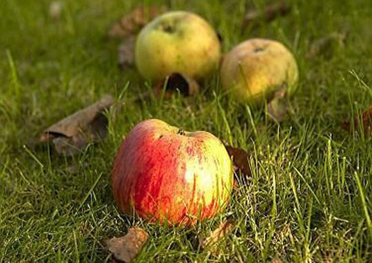 Fallen apples on an autumn meadow