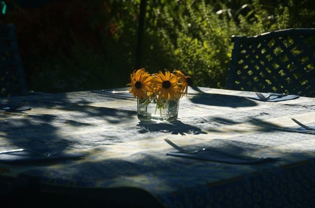 black-eyed susans