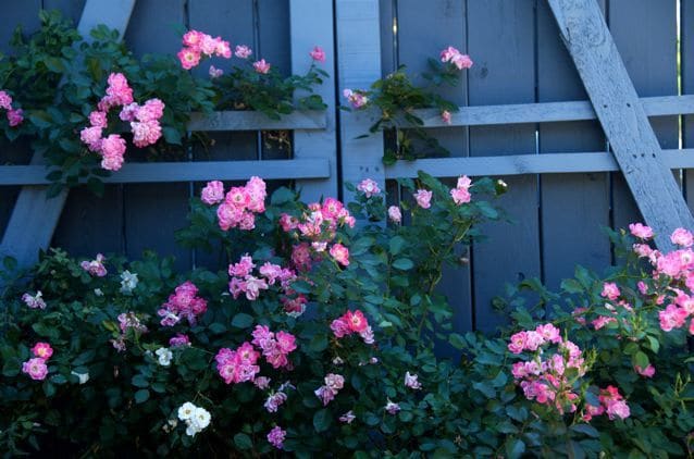 rose trellis