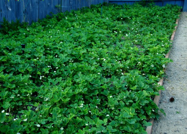 Strawberry-Patch-Flowering