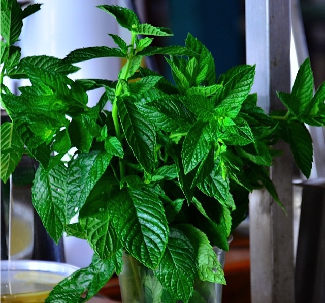 basil