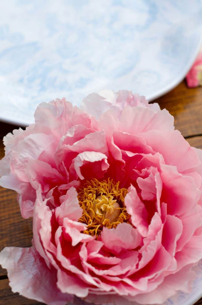 Peony - Entertaining: It's not about You, it's all about Them