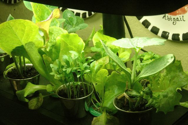 8 Money-Saving Tips on Gardening in the City - Aerogarden