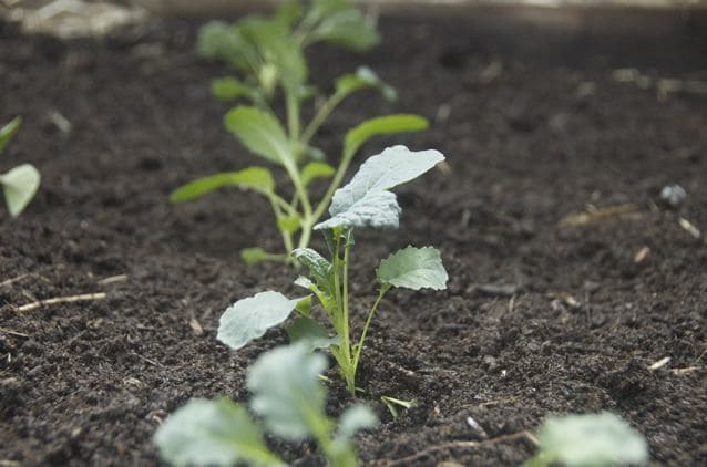 SOIL: 8 Money-Saving Tips on Gardening in the City