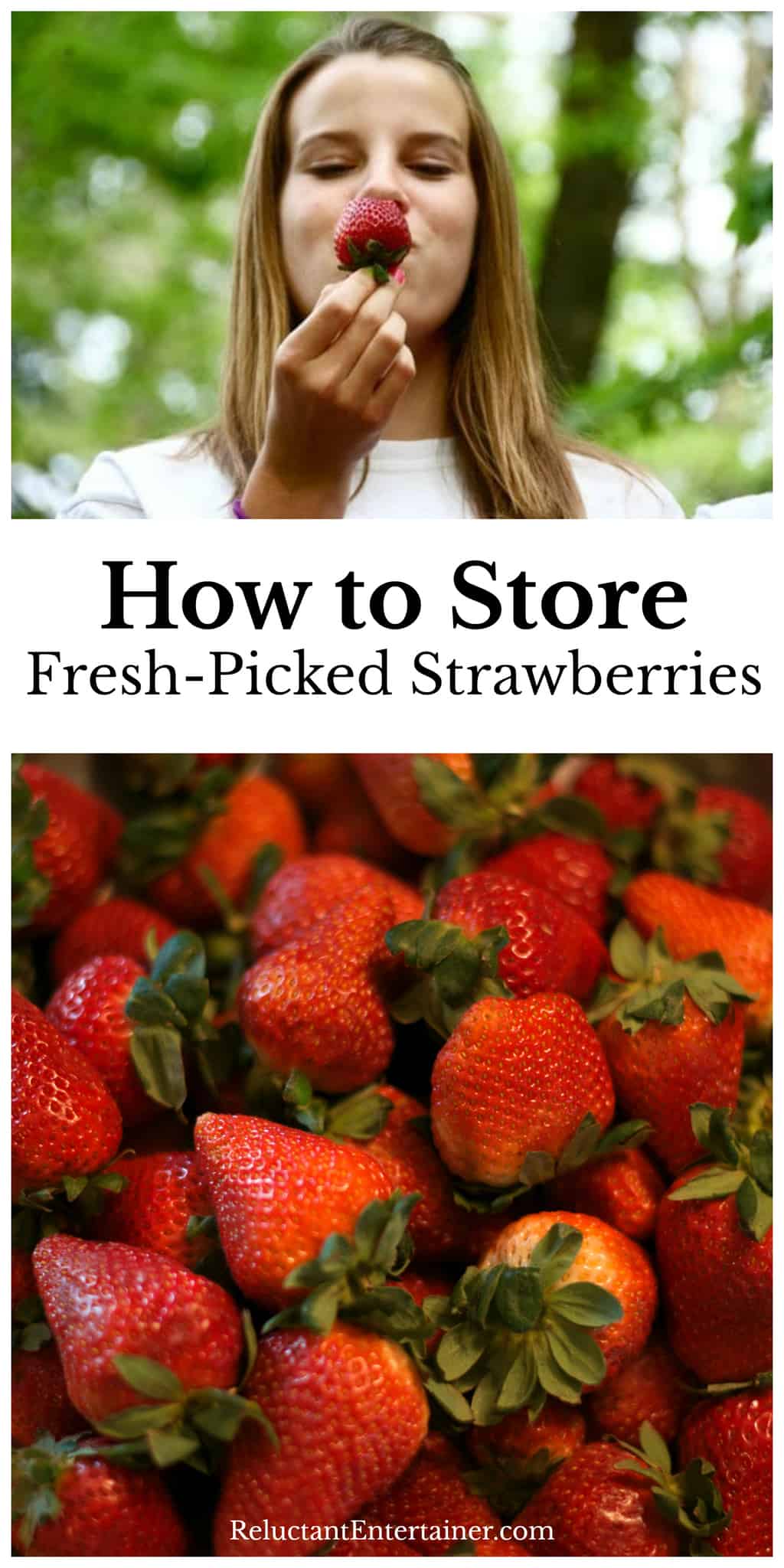 Strawberries In Store How to Store Fresh Picked Strawberries - Reluctant Entertainer