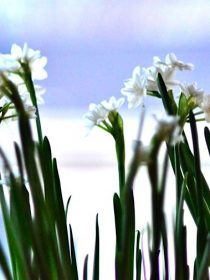 paperwhites