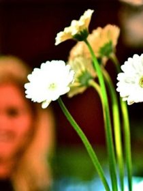 Miniature Gerbera Daisies