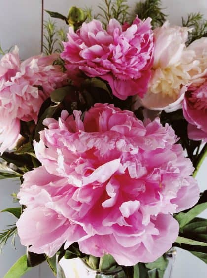 beautiful pink peonies