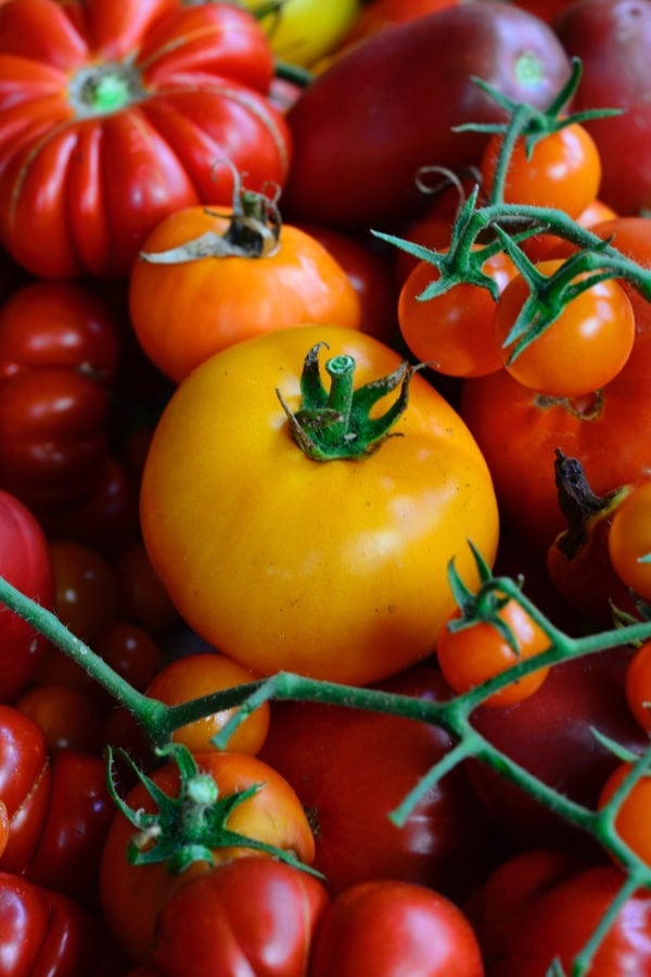 fresh garden tomatoes