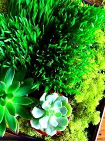 DIY Wheatgrass and Succulent Tabletop