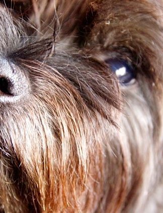 Haggis Cairn Terrier Dog