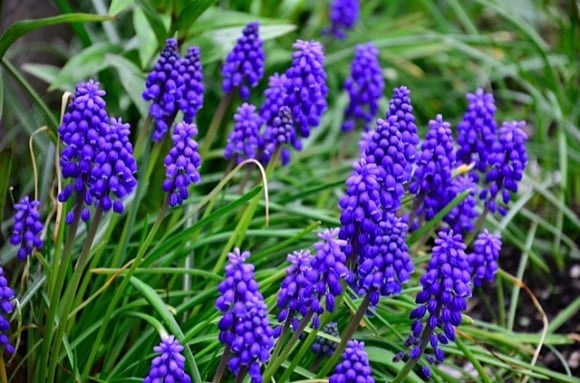 grape hyacinth flower | reluctant entertainer