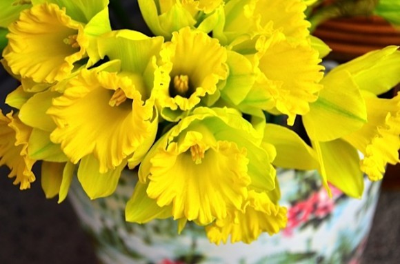 Daffodils