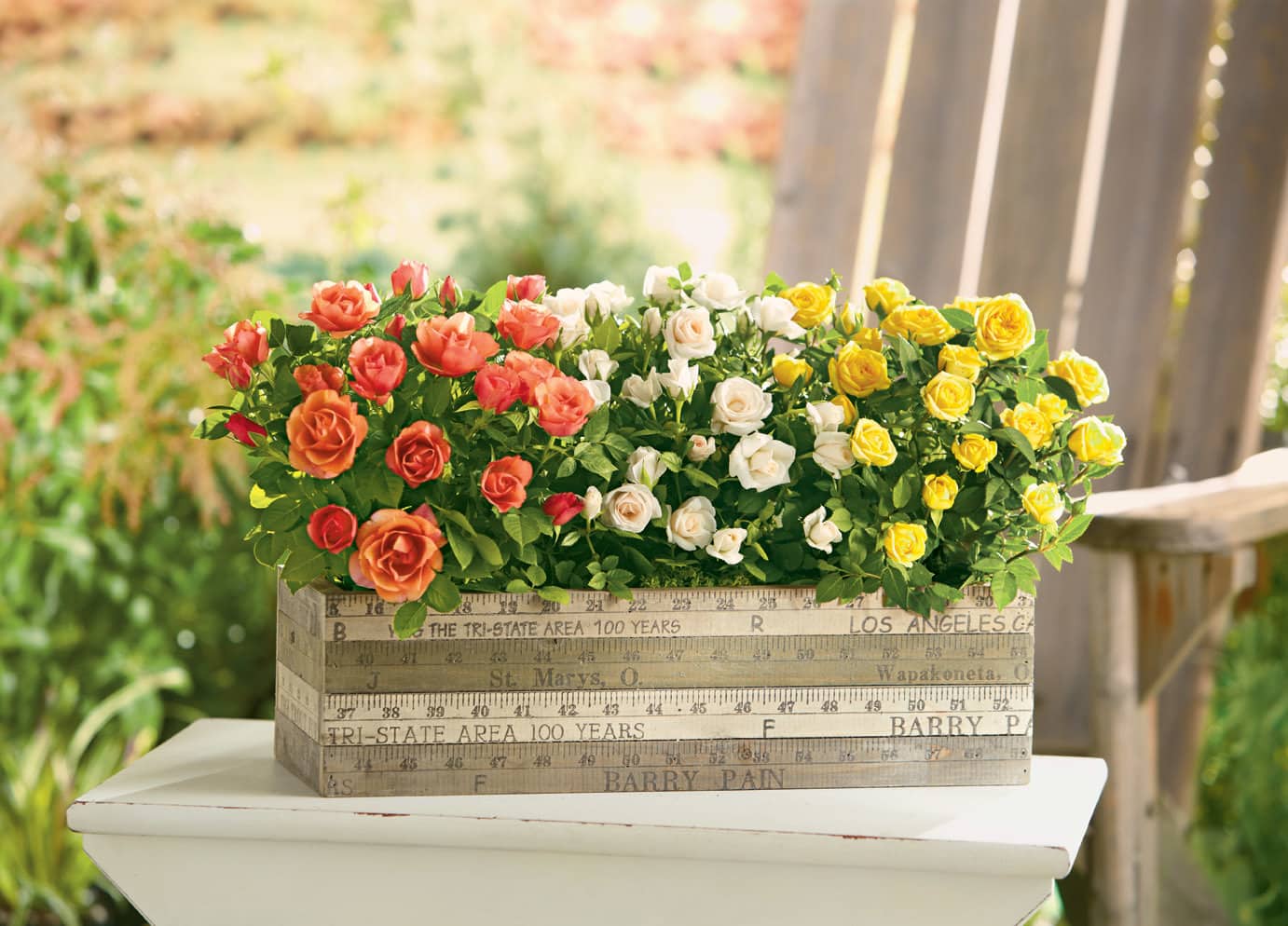 Harry & David's Mother's Day Mini Rose Plant Gift Giveaway