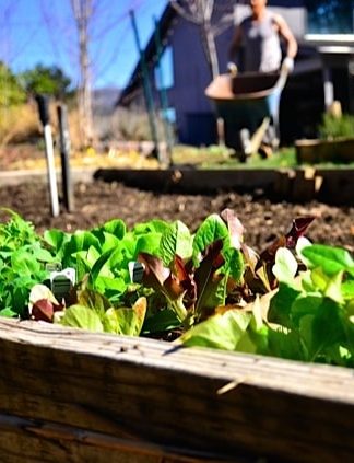 Spring gardening lettuce | reluctantentertainer.com