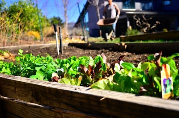 Spring gardening lettuce | reluctantentertainer.com