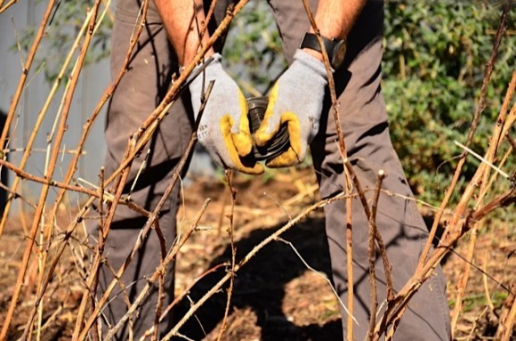 Planting raspberries | reluctantentertainer.com