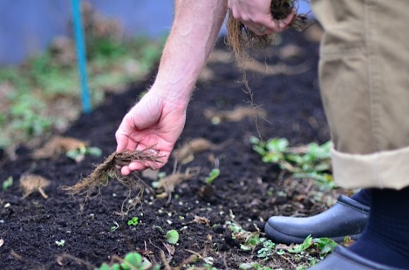 planting strawberry roots |  reluctantentertainer.com