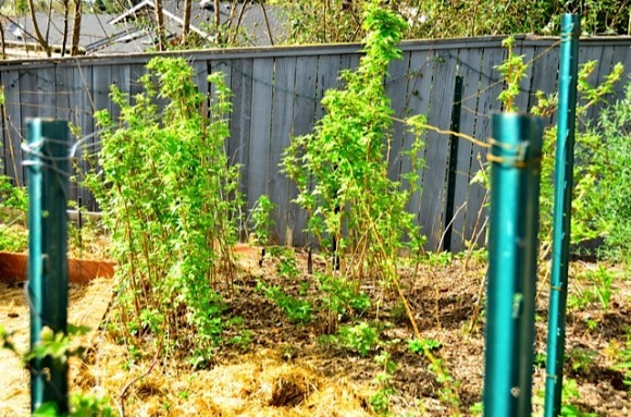 Raspberry rows in garden beds