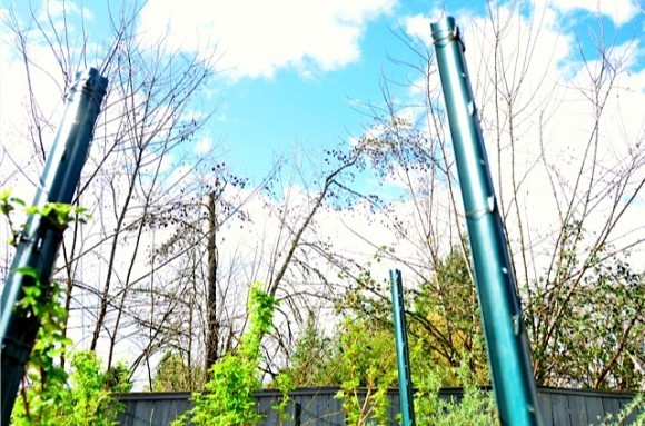 Raspberry rows in garden beds