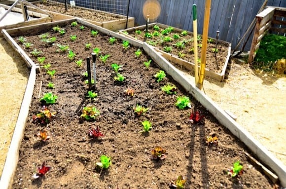 Growing Lettuce raised beds | Reluctant Entertainer