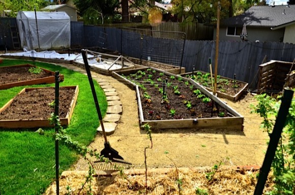 Raised beds city lot | reluctantentertainer.com