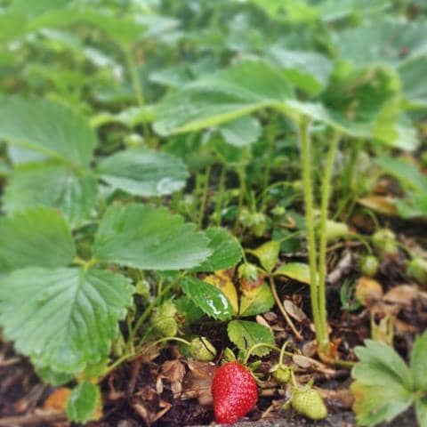 First strawberry of year | Reluctant Entertainer