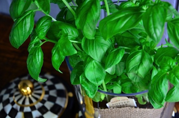 Trader Joe's Basil in Beverage Jar