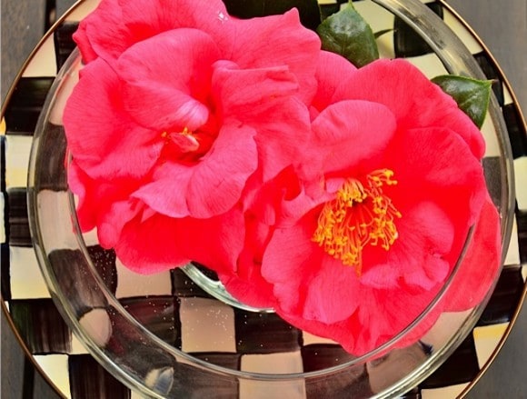 Camellia Blossom | reluctantentertainer.com