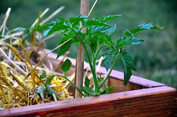 baby tomato plant