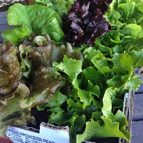 fresh garden lettuce