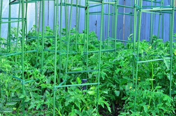 Avant Garden tomato cages