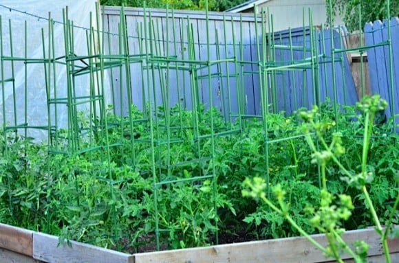 Avant Garden tomato cages