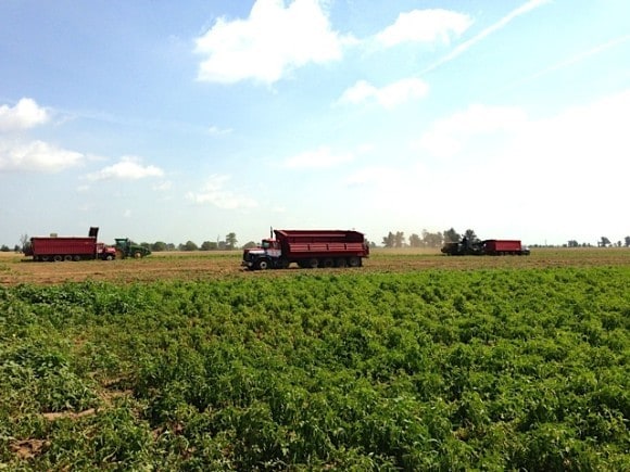 Black Gold Farms